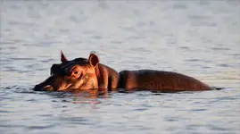 hippo z jeziora Tana