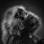 1000104206. Gelada