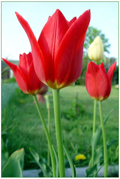 Tulipany