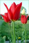 Tulipany