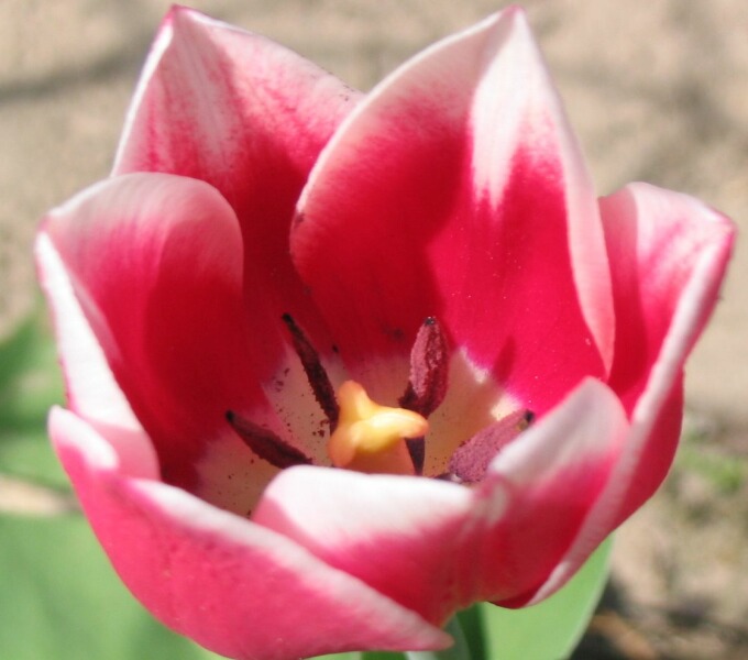 Tulipan