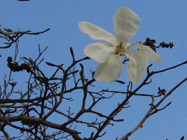 Magnolia