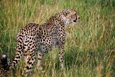 Gepard