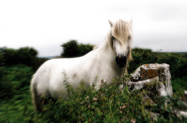 Jednorozec z Burren