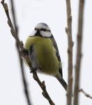 Modraszka (Parus caeruleus)