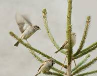 Passer domesticus