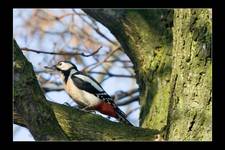 Dzięcioł duży  (Dendrocopos major)