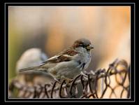 Pan Wróbel (Passer domesticus)