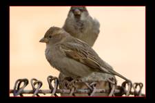 Pani Wróblowa (Passer domesticus)