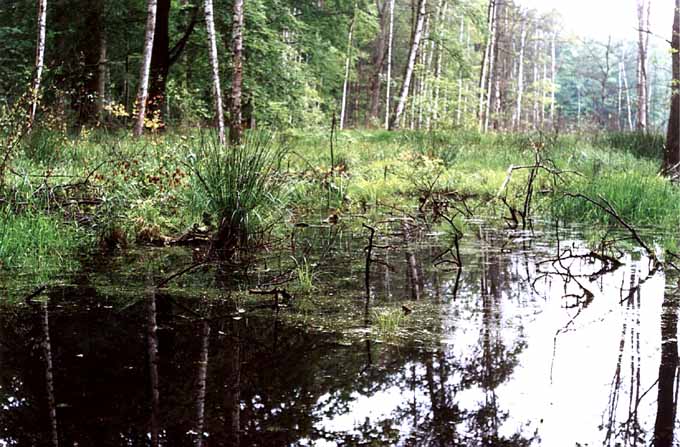 malowane ciszą