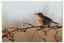 Kwiczoł  (Turdus pilaris)