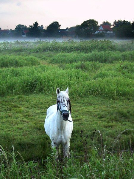 Konik Polny II