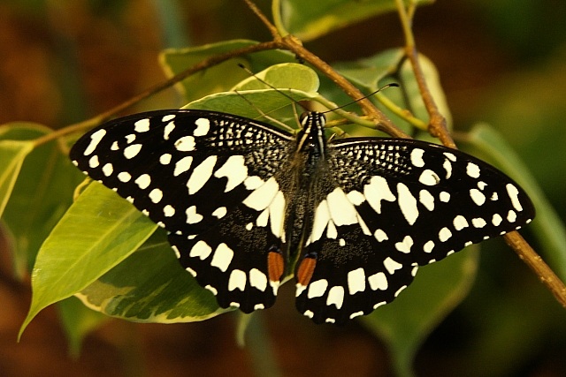 ideał czyli Papilio demodocus :)