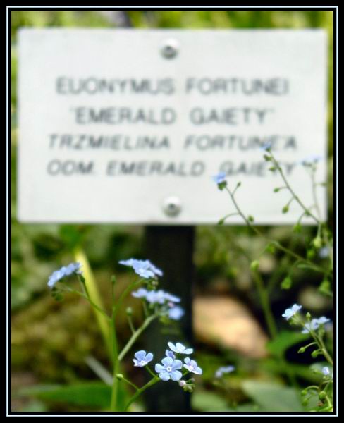 Euonymus Fortunei