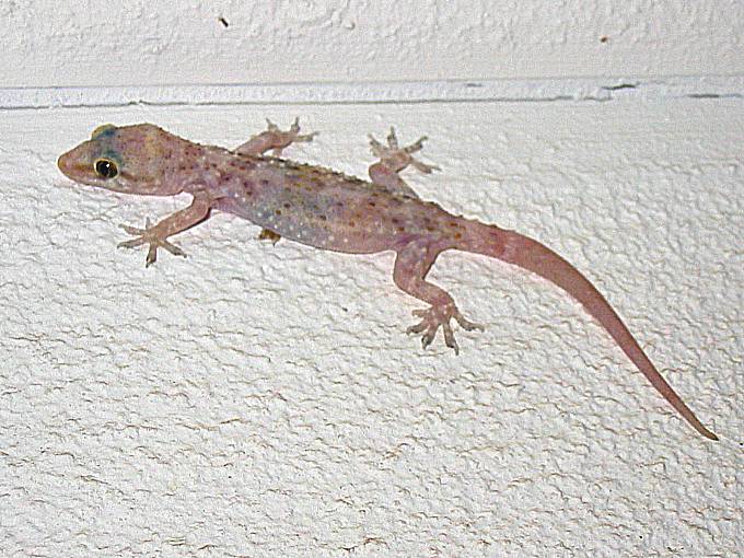 Gecko