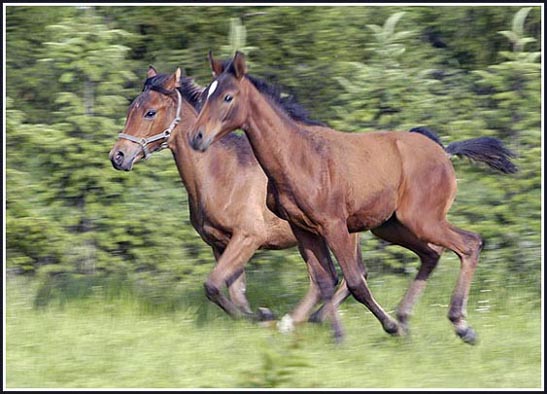 Galop natury