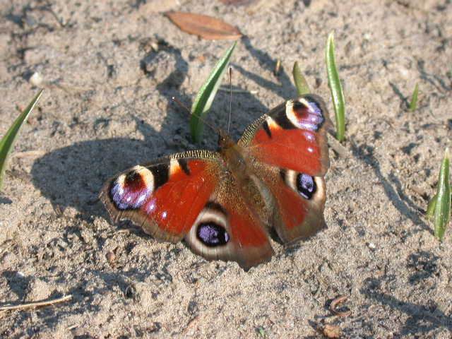 motyl