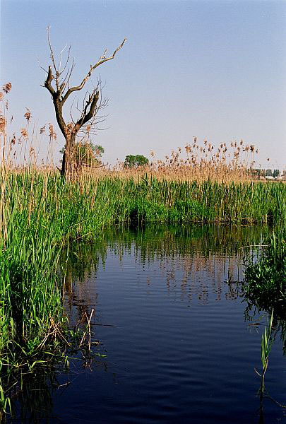 Narew#2