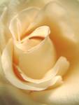 Flower World VII - Creamy Rose