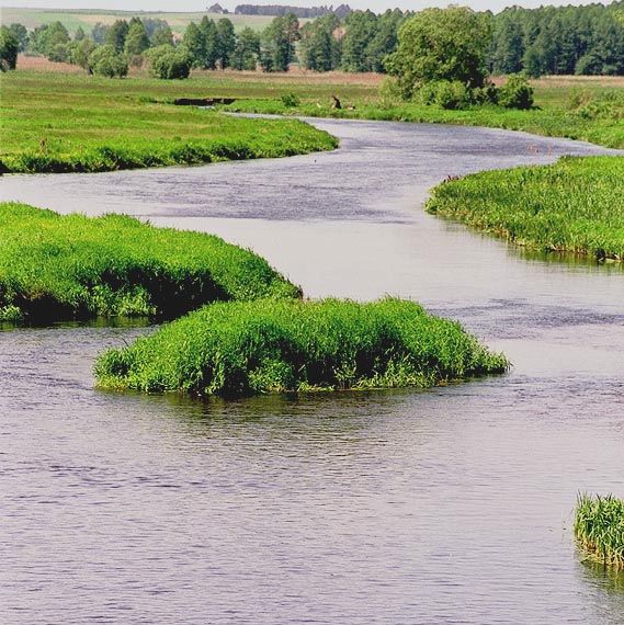 Narew#3