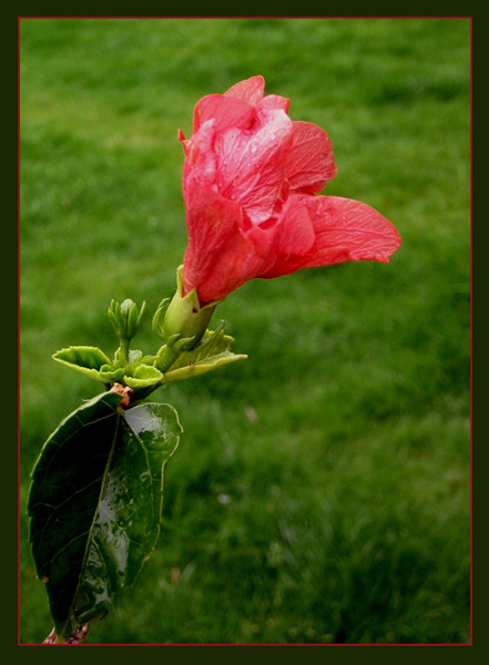 hibiskus