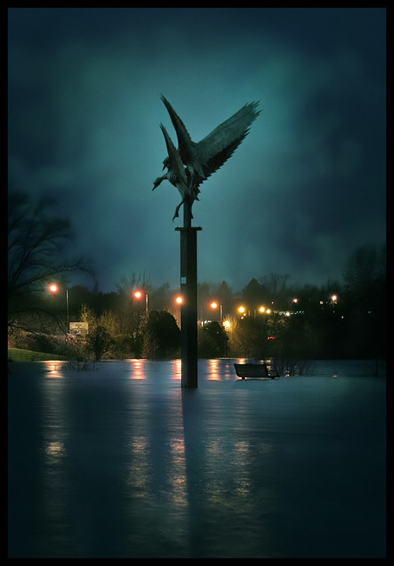 The swans on River Wye