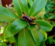 Weta