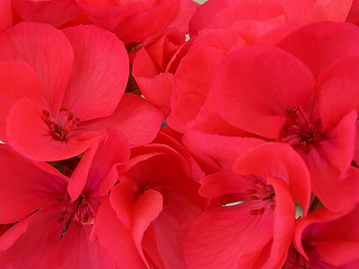 pelargonia