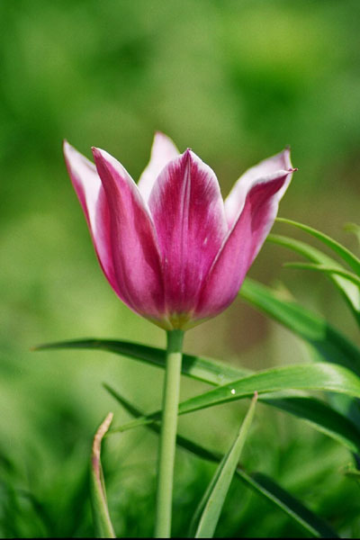 Tulifiole