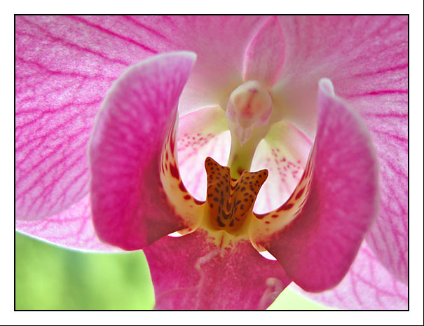 Orchidea