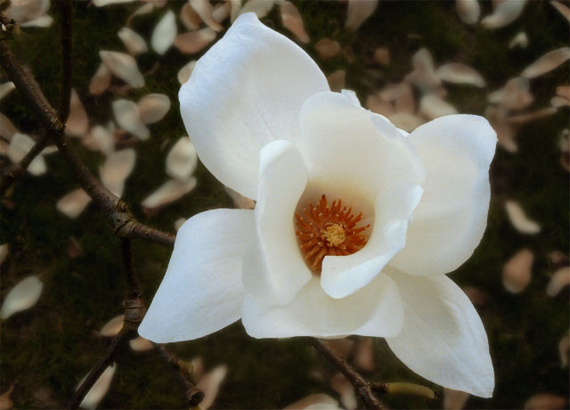 Ostatnia magnolia