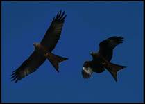 Red Kites