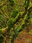 Irlandia, park narodowy Killarney