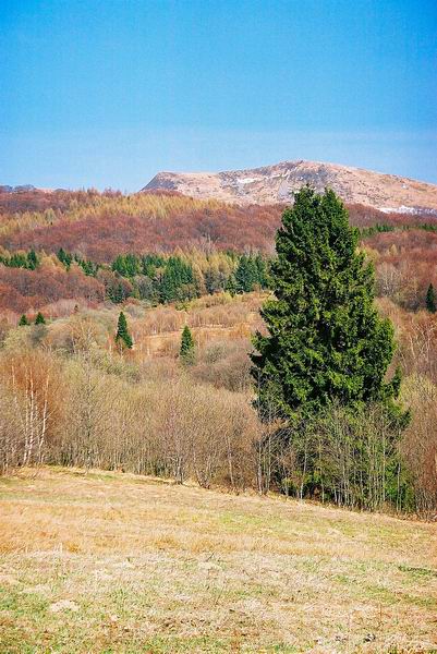 Tarnica