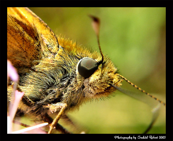 Portret motyla