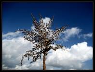 barren plant