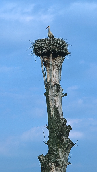 Słupnik