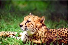 Gepard