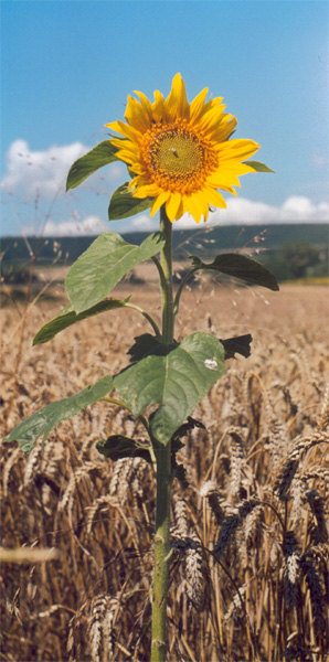 Słonecznik (Helianthus)