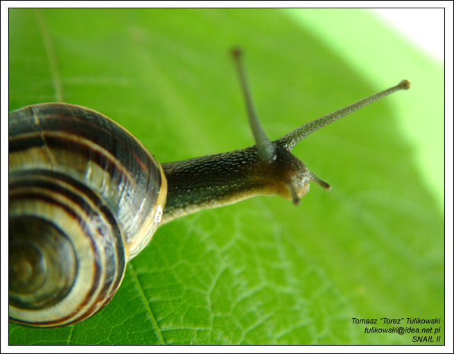 Snail II