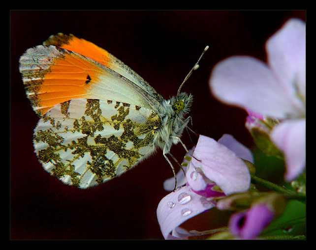 Zorzynek rzezuchowiec - (Anthocharis Cardamines) samiec