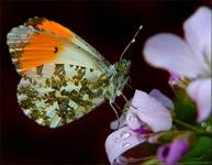 Zorzynek rzezuchowiec - (Anthocharis Cardamines) samiec