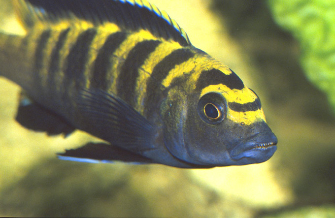 Pseudotropheus flavus