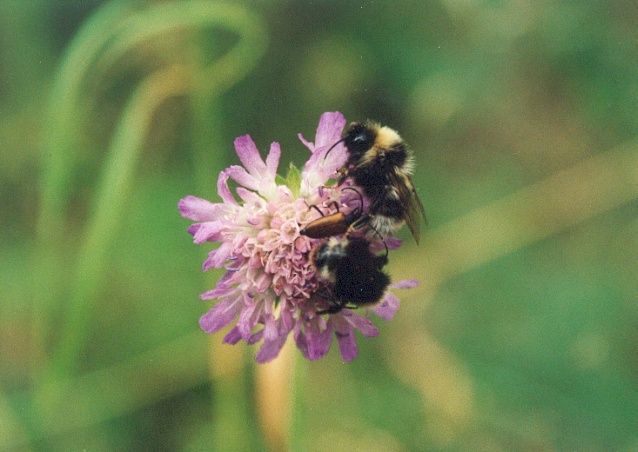 śniadanko