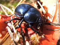 Geotrupes stercorarius