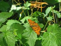 Comma