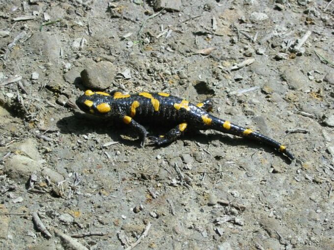 salamandra plamista