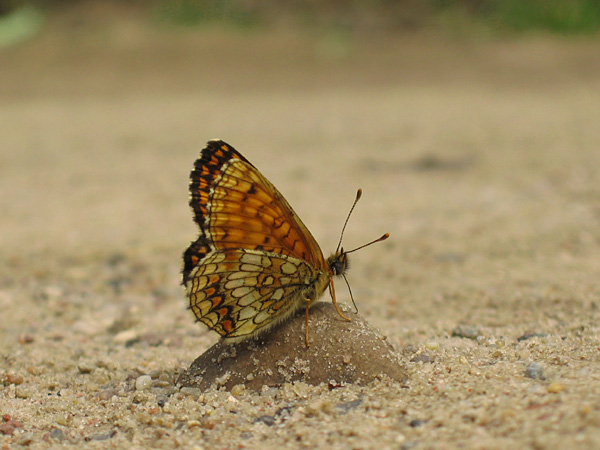 Heath Fritillary