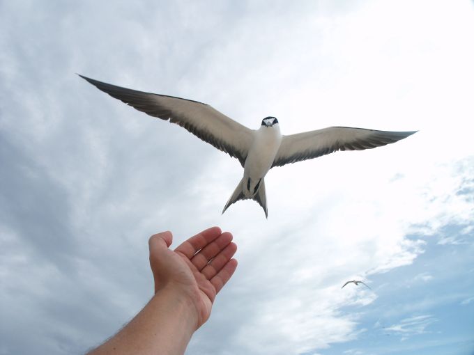 Sooty Tern I