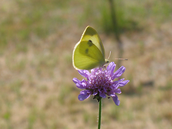 Large White